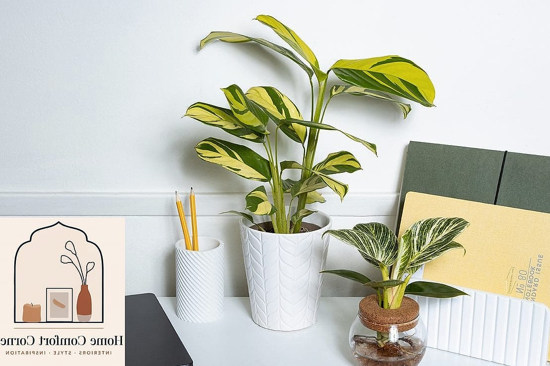 15 Student Room Decor Ideas Inspiration Boards You'll Want to Copy 13 A Small Plant Corner for Greenery