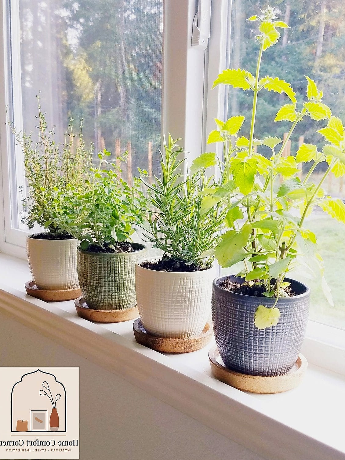 A Windowsill Herb Garden